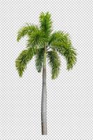 Palm tree on transparent picture background with clipping path, single tree with clipping path and alpha channel photo