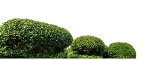 Shrubs isolated on white background with clipping path and alpha channel photo