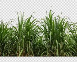 sugar cane on transparent picture background with clipping path photo