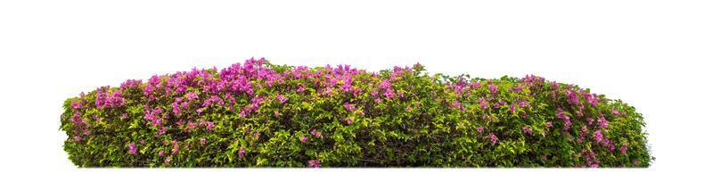 Shrubs isolated on white background with clipping path and alpha channel photo