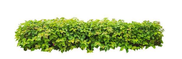 Shrubs isolated on white background with clipping path and alpha channel photo