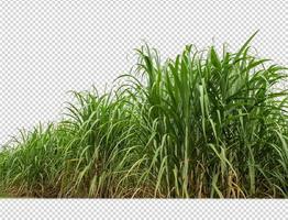 sugar cane on transparent picture background with clipping path photo