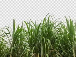 sugar cane on transparent picture background with clipping path photo