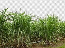 sugar cane on transparent picture background with clipping path photo