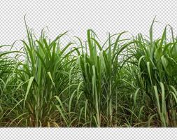 sugar cane on transparent picture background with clipping path photo