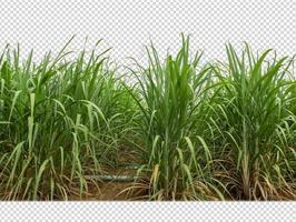 sugar cane on transparent picture background with clipping path photo