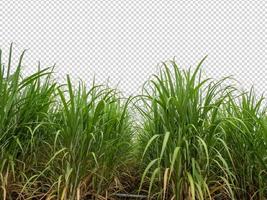 sugar cane on transparent picture background with clipping path photo