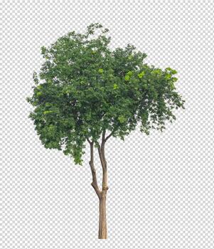 Tree on transparent picture background with clipping path, single tree with clipping path and alpha channel photo