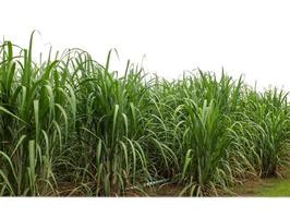 Sugar cane isolated on white background and cliping path photo