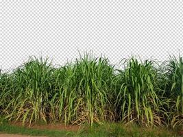 sugar cane on transparent picture background with clipping path photo