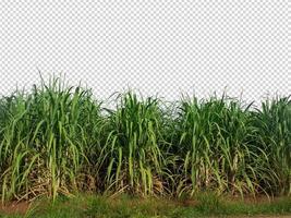 sugar cane on transparent picture background with clipping path photo