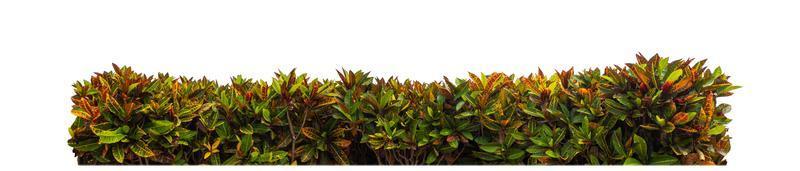 Shrubs isolated on white background with clipping path and alpha channel photo