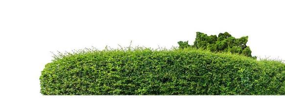 Shrubs isolated on white background with clipping path and alpha channel photo