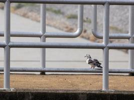 un pájaro se para en el borde de un puente junto al terraplén. foto