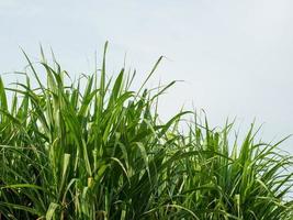 plantaciones de caña de azúcar, la planta agrícola tropical en tailandia foto