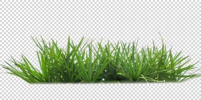 grass on a transparent background photo