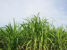 Sugarcane plantations,the agriculture tropical plant in Thailand photo