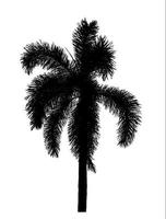 Silhouette palm tree brush design on white background, illustrations brush brush from real tree with clipping path and alpha channel photo