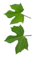 Leaf  on White Backdrop photo