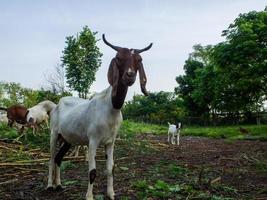 cabra de cerca en una granja de ovejas foto