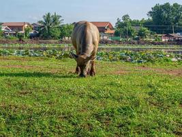 Thai buffalo in the fields