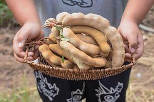 Tamarind in basket on the table background. fresh tamarind fruits photo