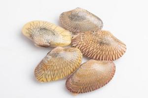 raw clams on white background photo