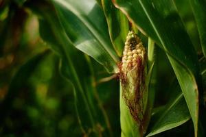 Close up of ear of corn in cornfield photo