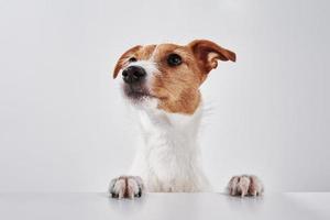 Jack Russell terrier dog with paws on table. Portrait of cute dog photo