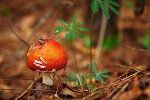 agárico de mosca roja en el bosque de otoño. hongo venenoso. amanita muscaria, primer plano foto