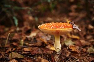 Red fly agaric in autumn forest. Poisonous mushroom. Amanita muscaria, closeup photo