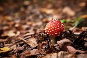 agárico de mosca roja en el bosque de otoño. hongo venenoso. amanita muscaria, primer plano foto