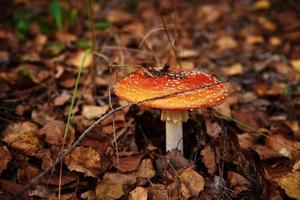 Red fly agaric in autumn forest. Poisonous mushroom. Amanita muscaria, closeup photo