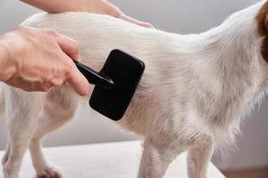 Woman brushing dog. Owner combing Jack Russell terrier. Pet care photo