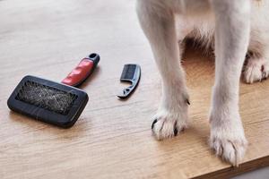 Pet brushing. Dog paws and comb with hairs, closeup photo