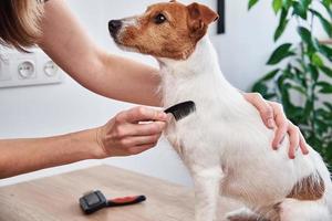 Woman brushing dog. Owner combing Jack Russell terrier. Pet care photo