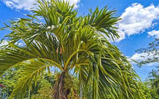 palmeras naturales tropicales cocos cielo azul en méxico. foto