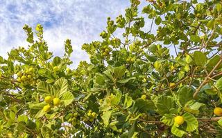 Kou Cordia subcordata flowering tree with orange flowers in Mexico. photo