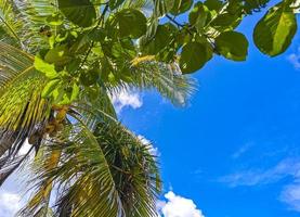 palmera tropical cocos cielo azul en tulum mexico. foto