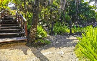Tropical natural walking path palm trees Tulum Mayan ruins Mexico. photo