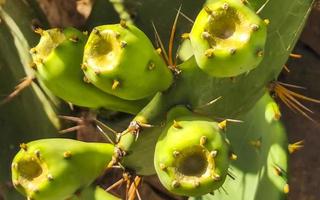 Spiny green cactus cacti plants trees with spines fruits Mexico. photo