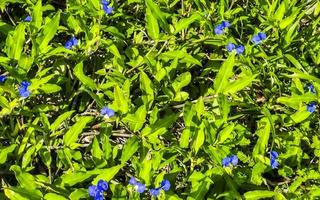 Blue small flowers in green tropical lawn in Tulum Mexico. photo