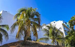 Tropical natural palm tree coconuts blue sky in Mexico. photo