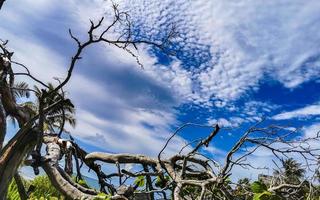 Tropical natural walking path palm trees Tulum Mayan ruins Mexico. photo