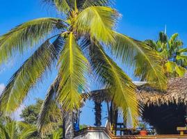 Tropical natural palm tree coconuts blue sky in Mexico. photo