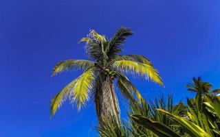 Tropical natural palm tree coconuts blue sky in Mexico. photo