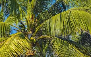 Tropical natural palm tree coconuts blue sky in Mexico. photo