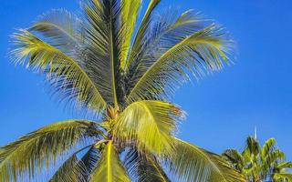 Tropical natural palm tree coconuts blue sky in Mexico. photo