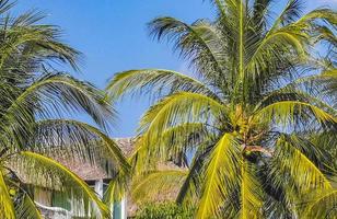 Tropical natural palm tree coconuts blue sky in Mexico. photo