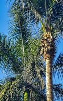 Tropical natural palm tree coconuts blue sky in Mexico. photo